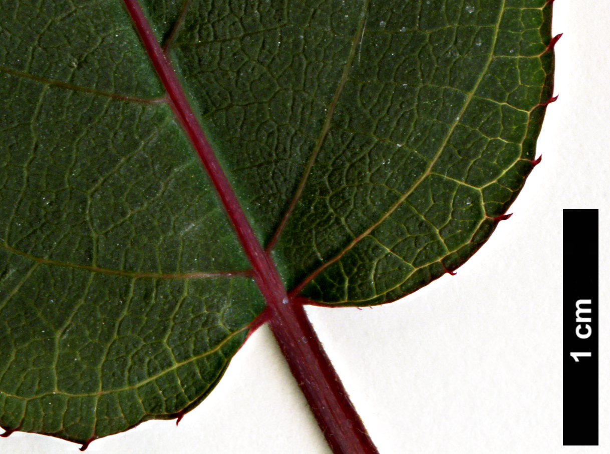 High resolution image: Family: Actinidiaceae - Genus: Actinidia - Taxon: tetramera - SpeciesSub: var. maloides